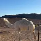 للبيع بكره وضحى طيبه