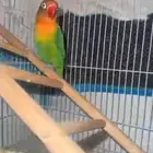 جوز فيشر للبيع