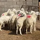 رخال حريات حرش صنف وشرط