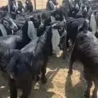 البيع جفار