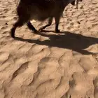 جفره