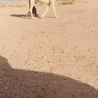 للبيع بعير منتج