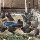 للبيع كاليفورنيا