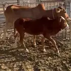 بقر خلفات بلدي