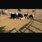 للبيع طليان نجد طيبات نظاف شرط العدد7