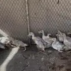 للبيع بط العدد 19
