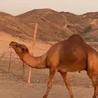 بعير جمل ساحلي(( تم البيع ))