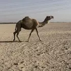 لقحه