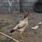 جوز شامو ياباني