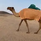 للبيع ناقتين صفر