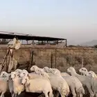 طليان حري الحدد 19