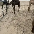 قعدان للبيع