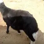 نعجه وطلي
