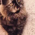 قطوه للتبني الدوادمي