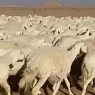 حريات دفيع مقاريب شرط العدد 325