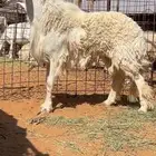 للبيع خروف حري فحل ونجد متابيع