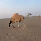 للبيع لقحه وضحاء
