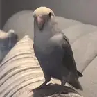 فندق للحيونات الاليفه