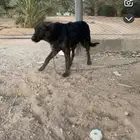 كلب بوليسي كفو نباح عمره شهرين