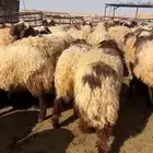 خرفان