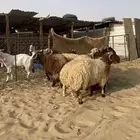 ذبايح فاخره فل الفل وبريه الموقع السوق والبيع 1650