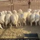 طليان