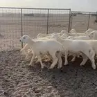 ذبياح طليان