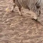 طلي نعيمي مغلق عمره سبعه شهور مرقعه عرجاء