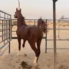 حصان مصري شعبي