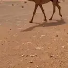 قعود كفو