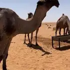 جمل للبيع