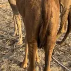 قعود على حليب امه 6 شهور