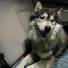 كلب هاسكي للبيع او البدل