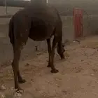 المجهم. لقحه في 7 شهور. رباع مشروطه من كل عيوب الحمراء