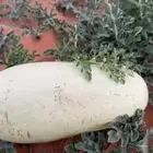 انا مسوق فقط جح حبحب حايل سكري