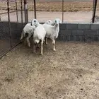 ارخال مقنا ولا ذيح