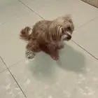 كلب شيتزو