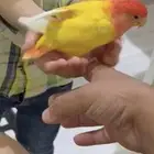 كناري