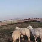 حريات