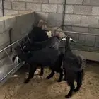 تيوس وعنقان بلديه نظيفه وسمان