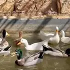 بط بيكيني للبيع