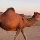 ناقه لقحه جنب