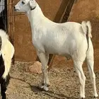 تيوس بلدي مخصاه تابي وتمارا