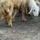 طليان في بلجرشي