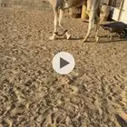 قعود كفوو على شرهان السليس