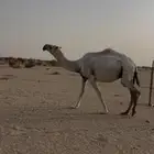 عشرا