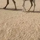 عشراء كفو تحتها بكرة وخلفة تحتها قعود