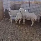 نعاج 3 واحده والد وثنتين مضاريع وحده قريب والده