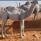 للبيع قعود باتلي مستقبل فحل