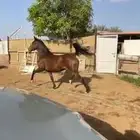 فرس تحتها مهره